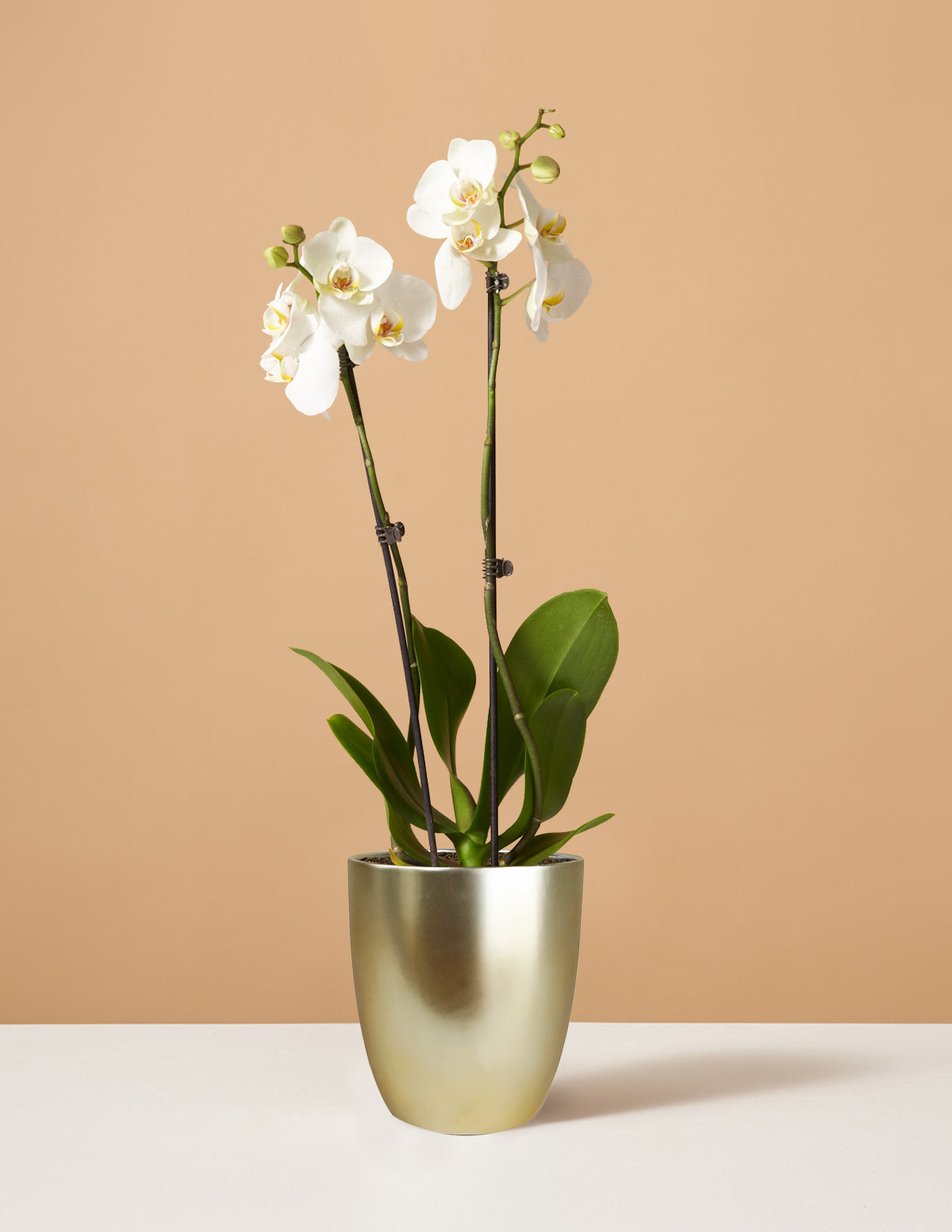 files/the-sill_Small-White-Orchid_Small_Marcelle-Gold_Variant.jpg