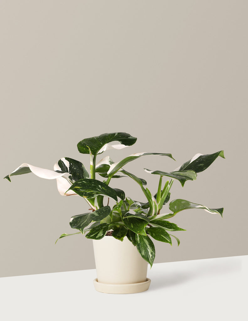 How to care for a Philodendron White Wizard