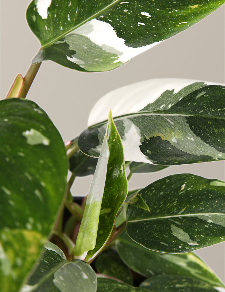 How to care for a Philodendron White Princess