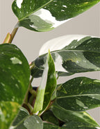 Fancy Philodendron Party Pack