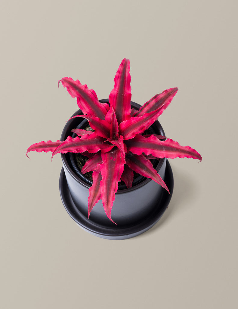 How to care for a Cryptanthus Ruby Star