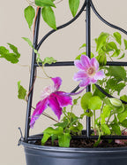Dr. Ruppel Clematis