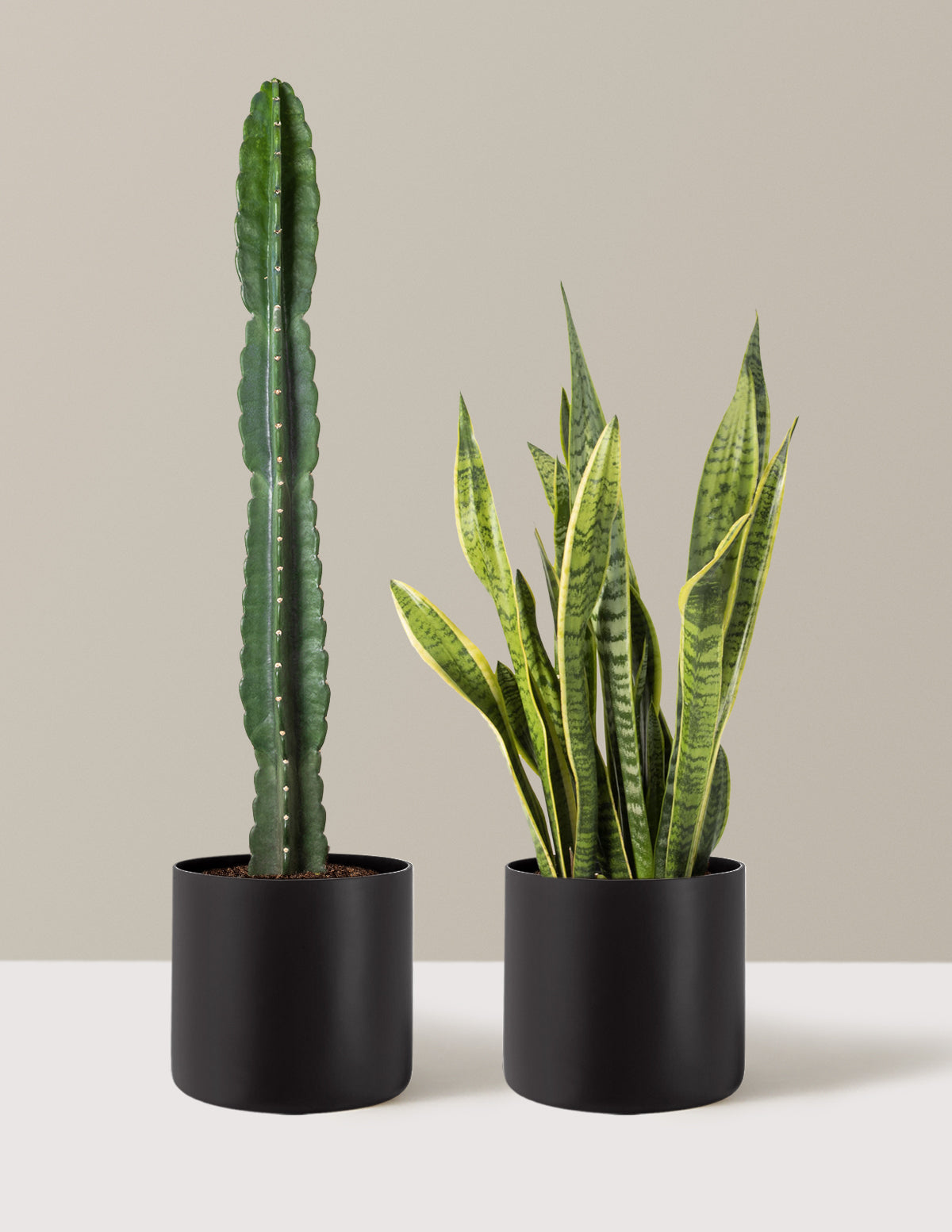 files/the-sill_Snake-Laurentii-and-Cuddly-Cactus-Duo_Large_Agnes_Black_variant.jpg