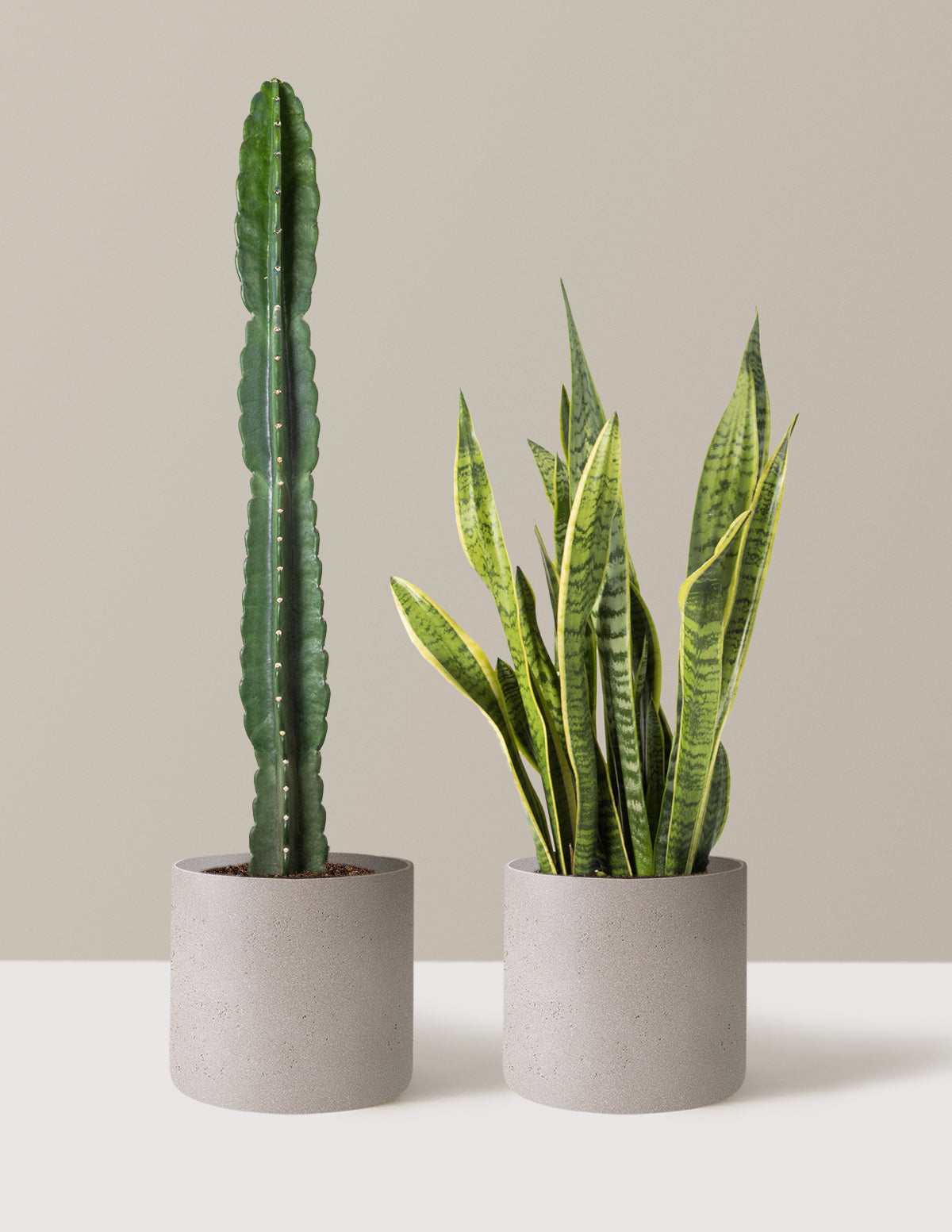 Large Set & Forget Duo