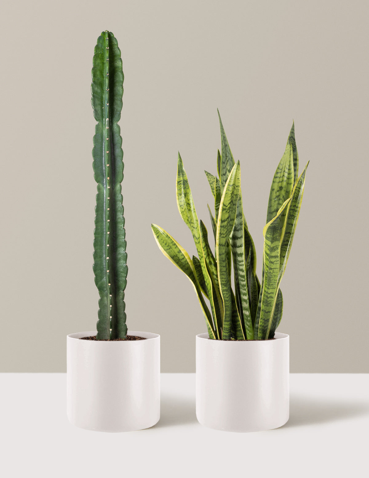 Large Set & Forget Duo