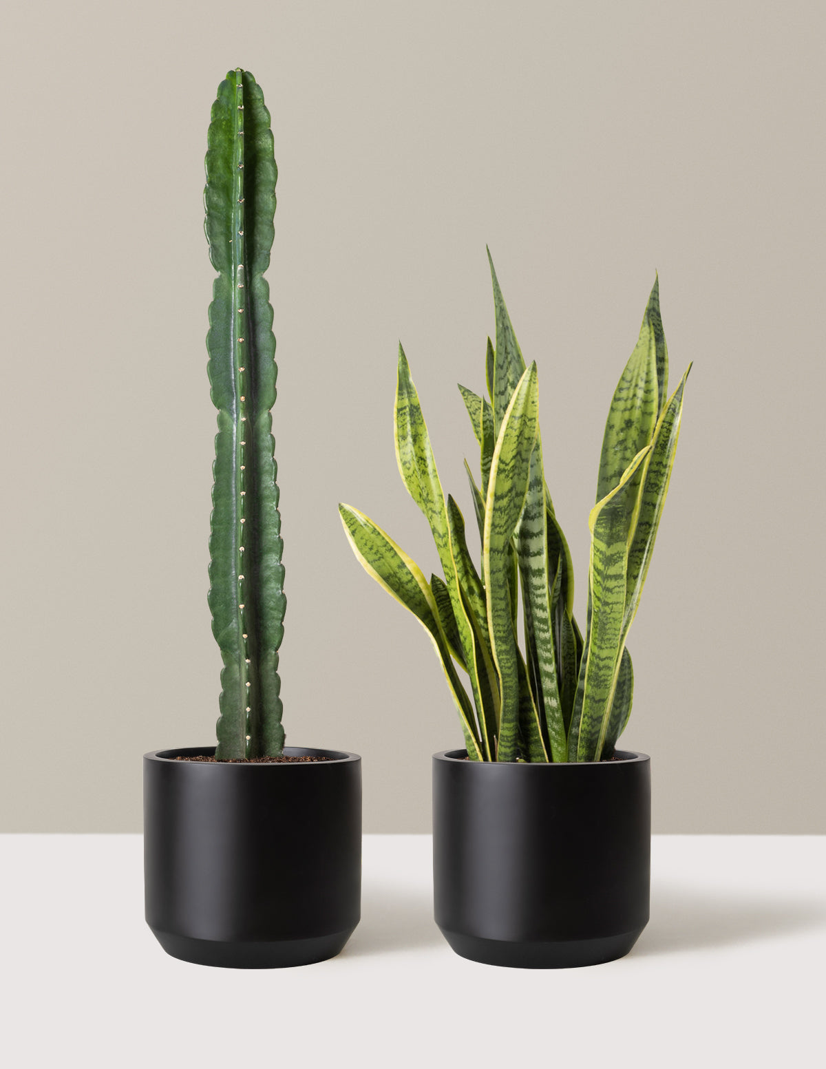 Large Set & Forget Duo