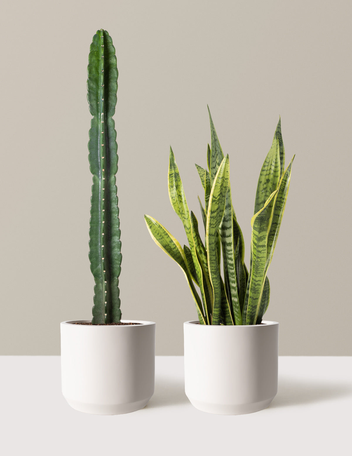 Large Set & Forget Duo