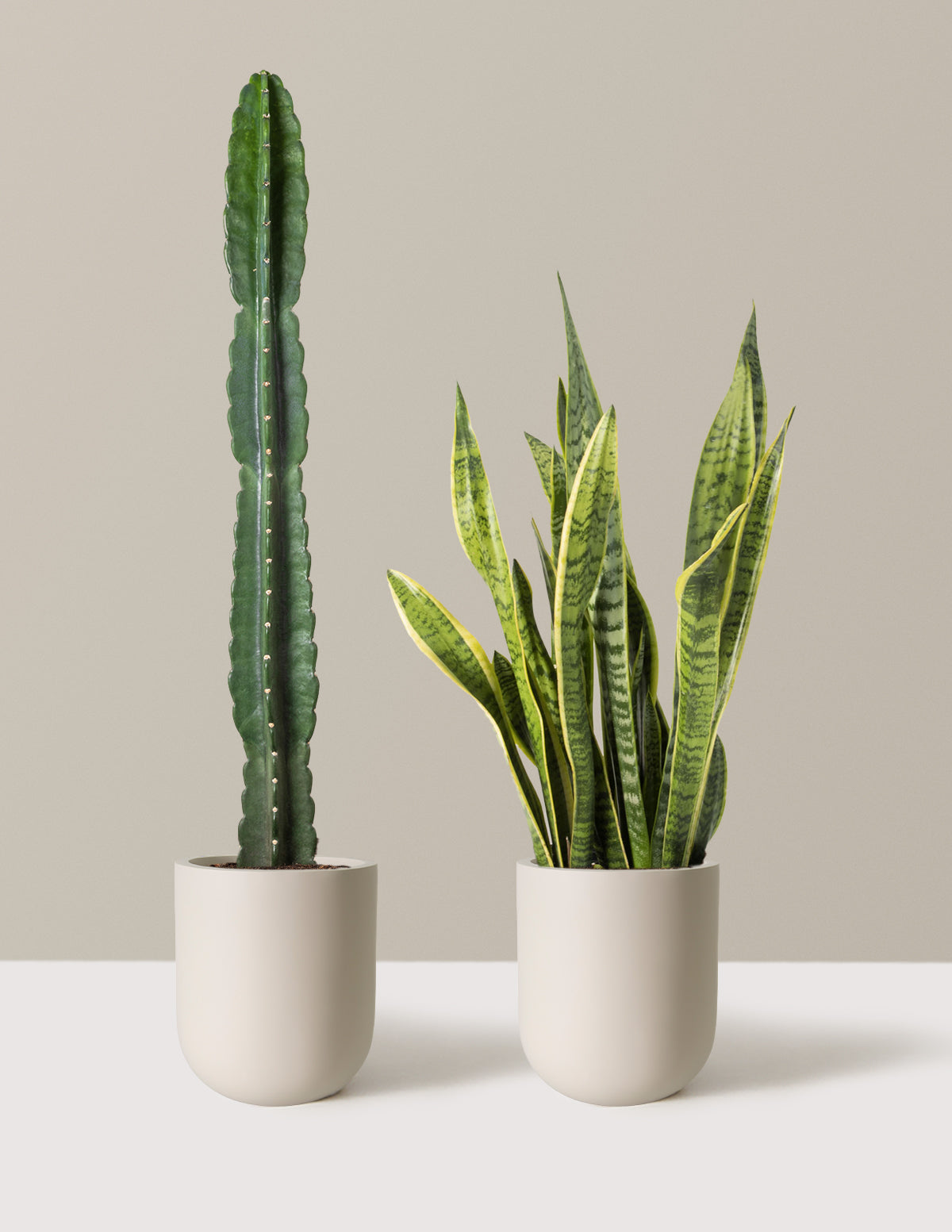Large Set & Forget Duo