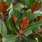 Teddy Bear® Southern Magnolia