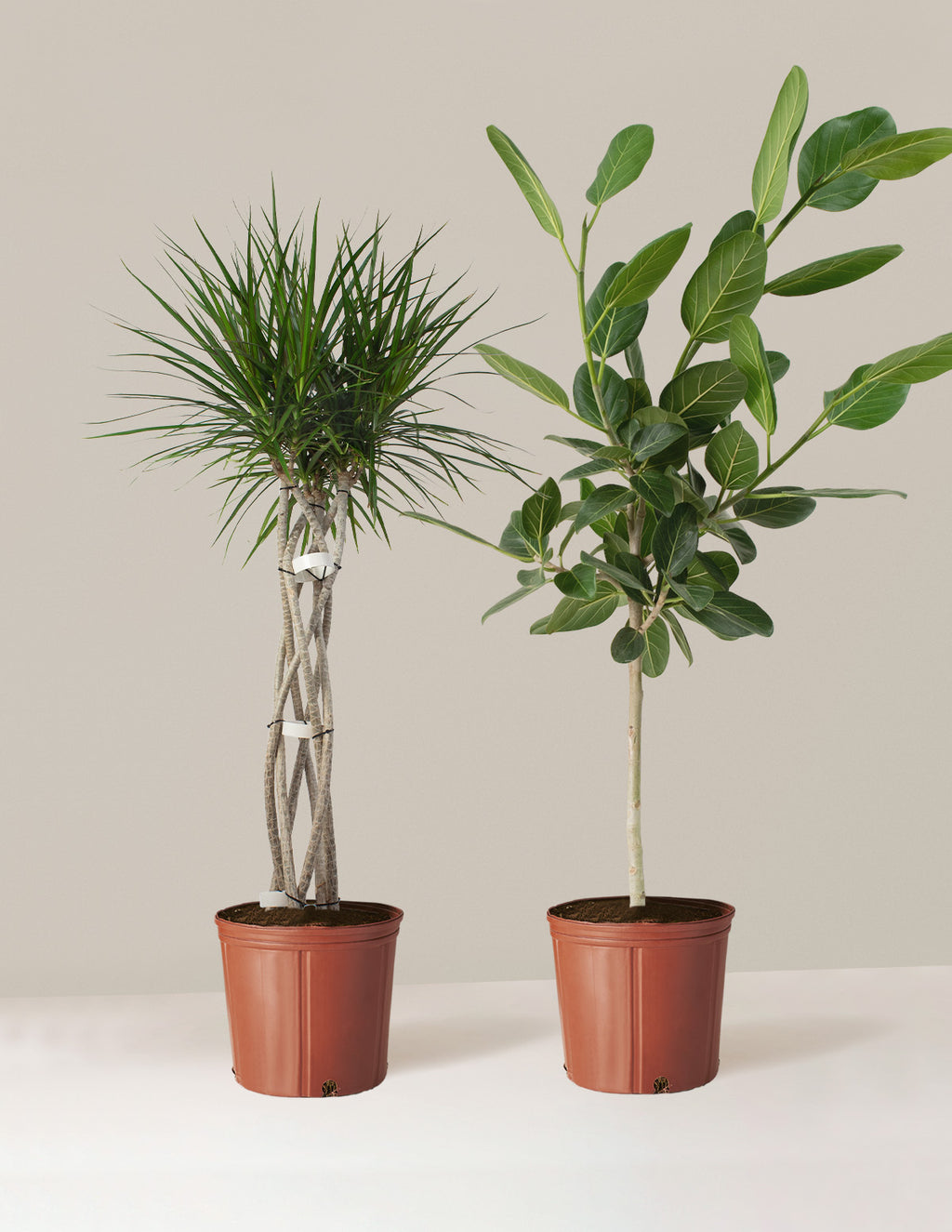 bundle | Large | Grow Pot