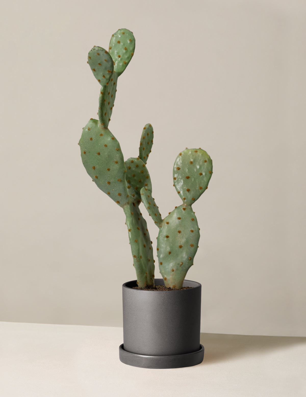 files/the-sill_Table-Top-Cactus_Small_Hyde_Black_Variant.jpg