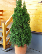 American Pillar Thuja