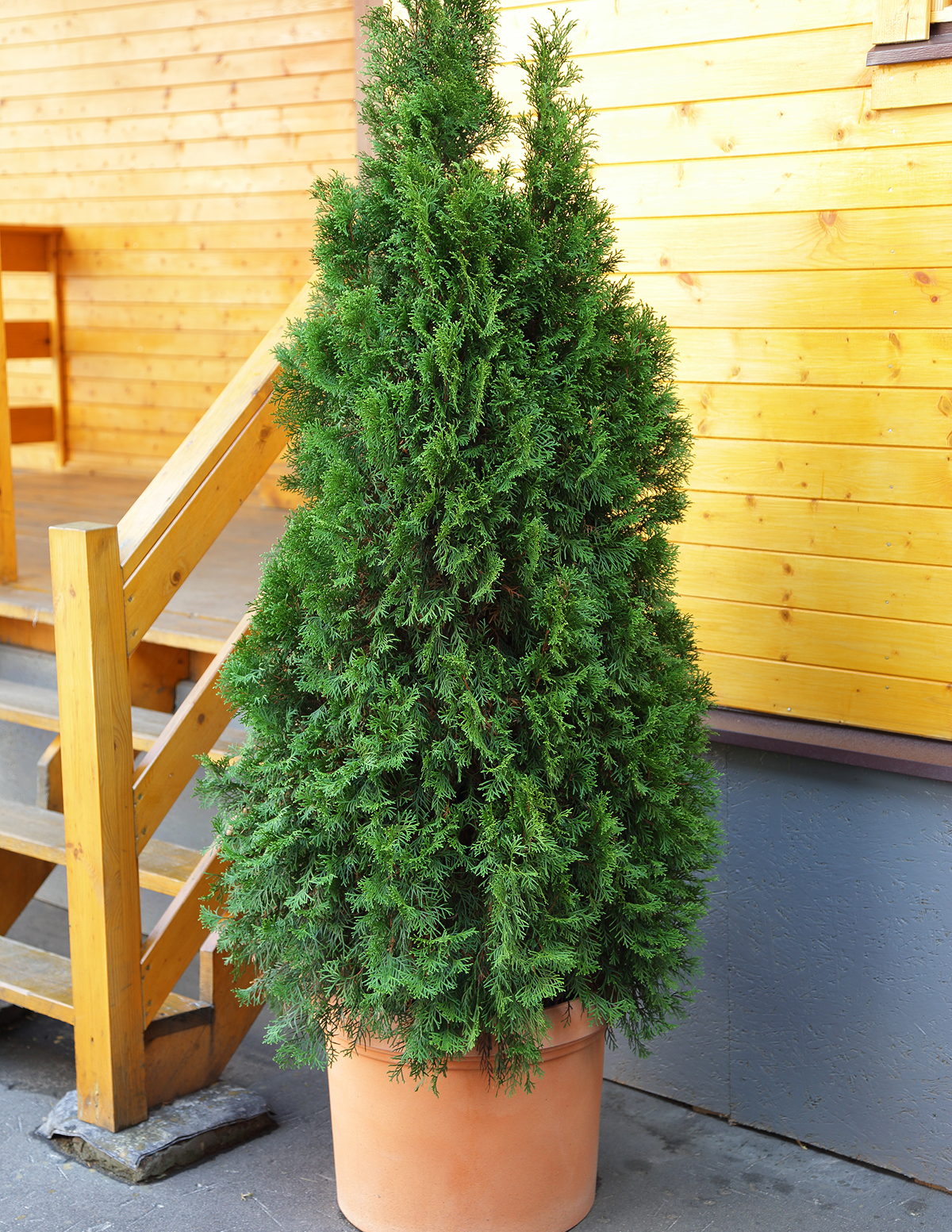 Thuja Green Giant