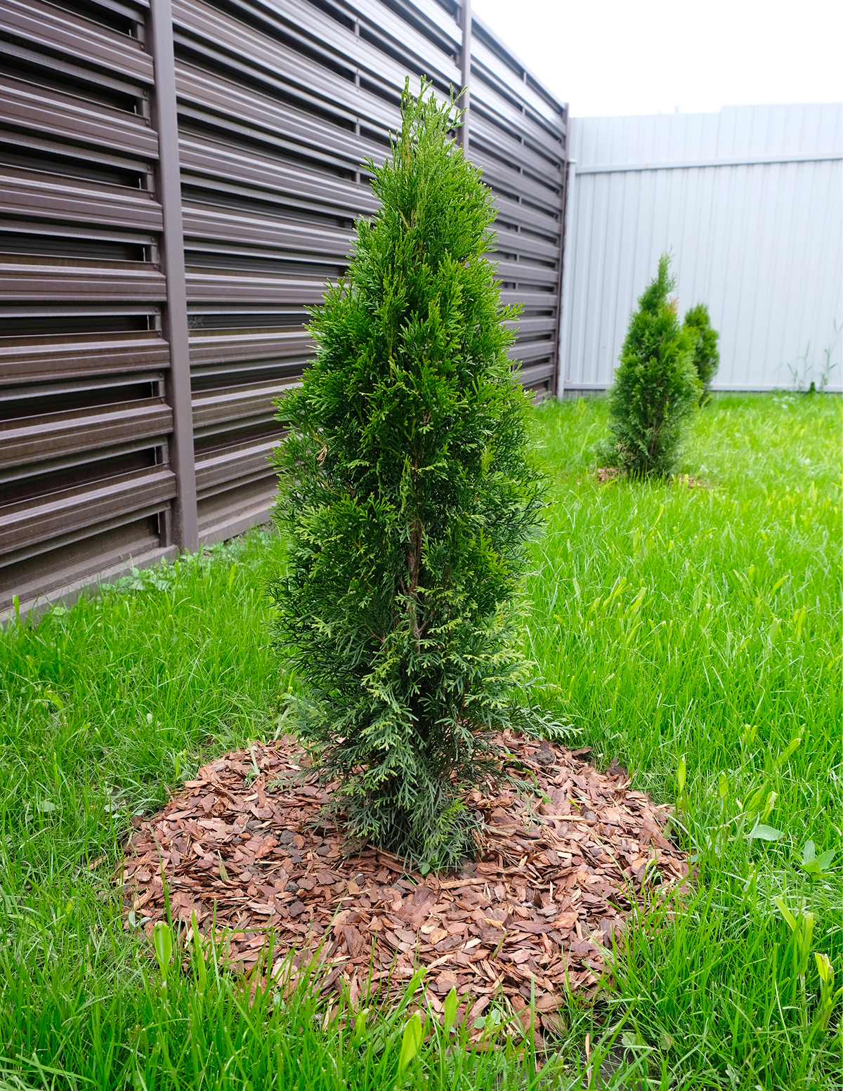 Thuja Green Giant