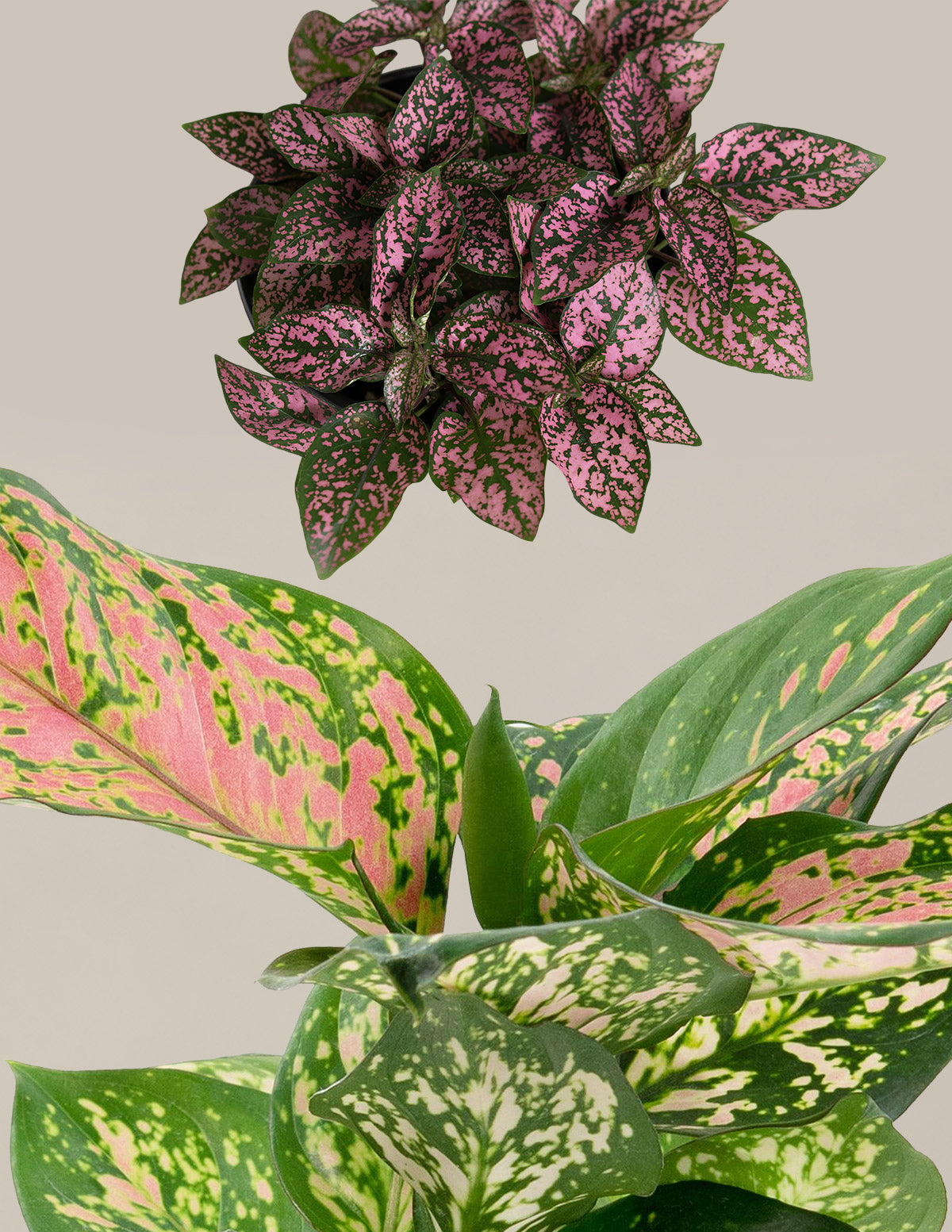 files/the-sill_Touch-of-pink_gallery_1.jpg