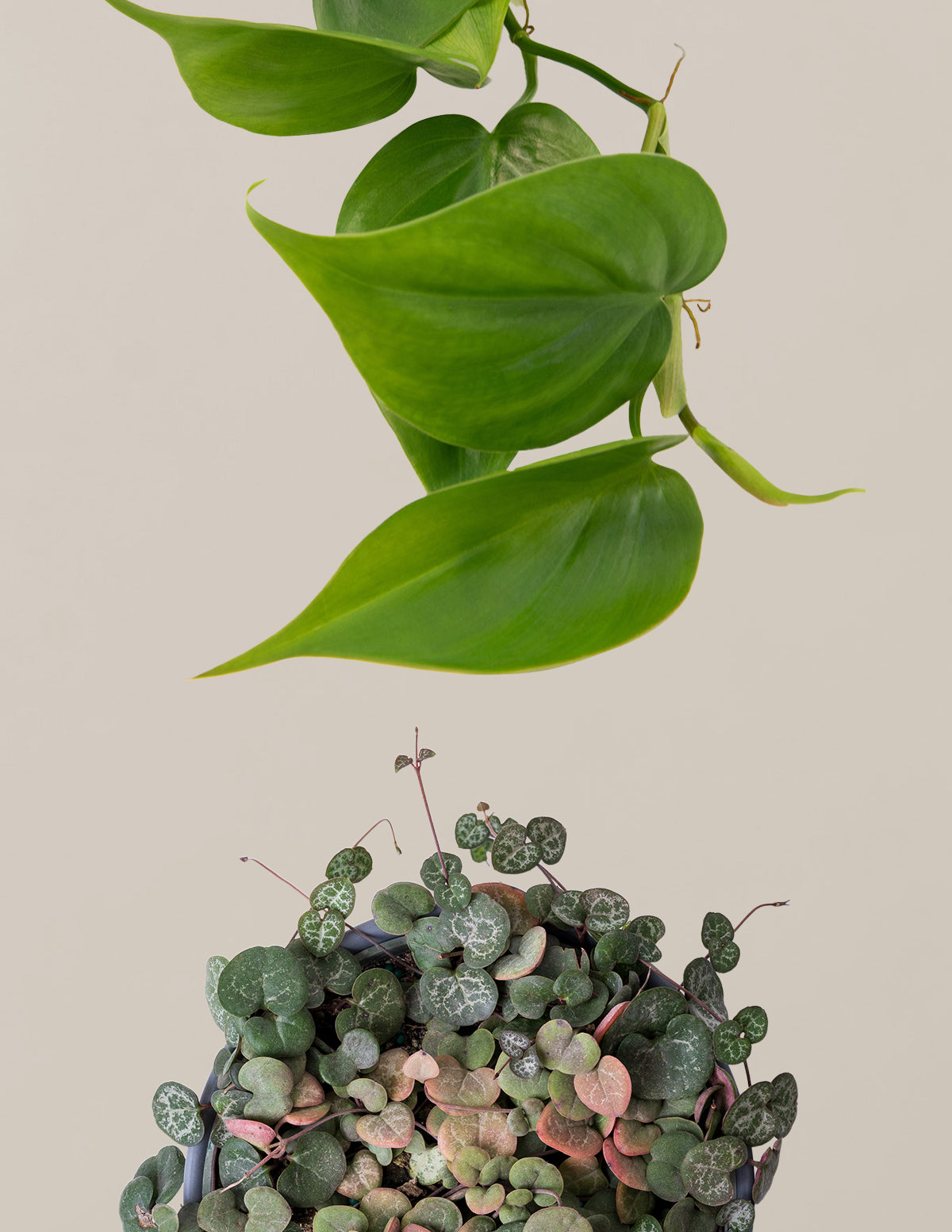 files/the-sill_Trailing-Hearts-Duo_Gallery.jpg