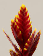 Bromeliad Assortment