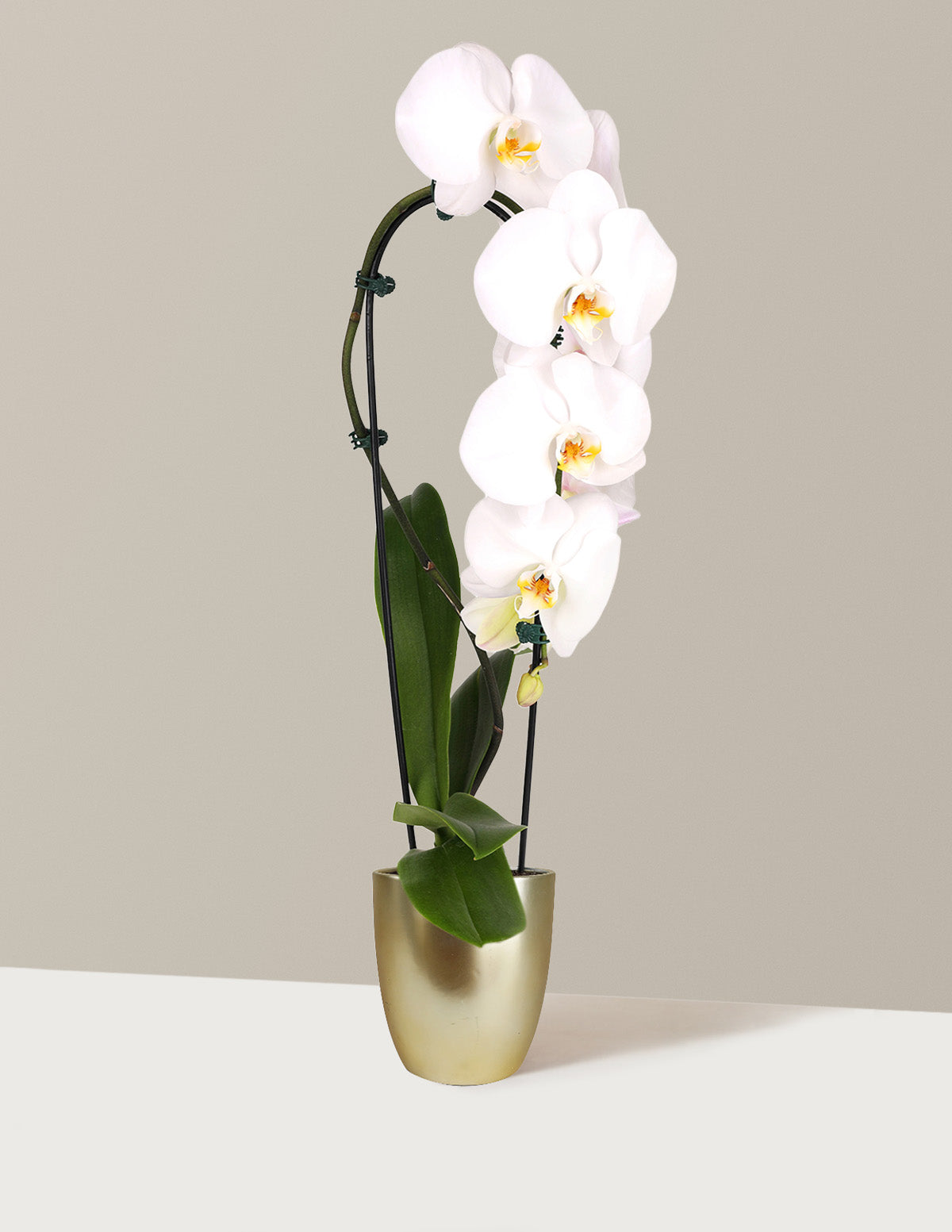 files/the-sill_Waterfall_Orchid_White_Gayle_Gold_Variant.jpg