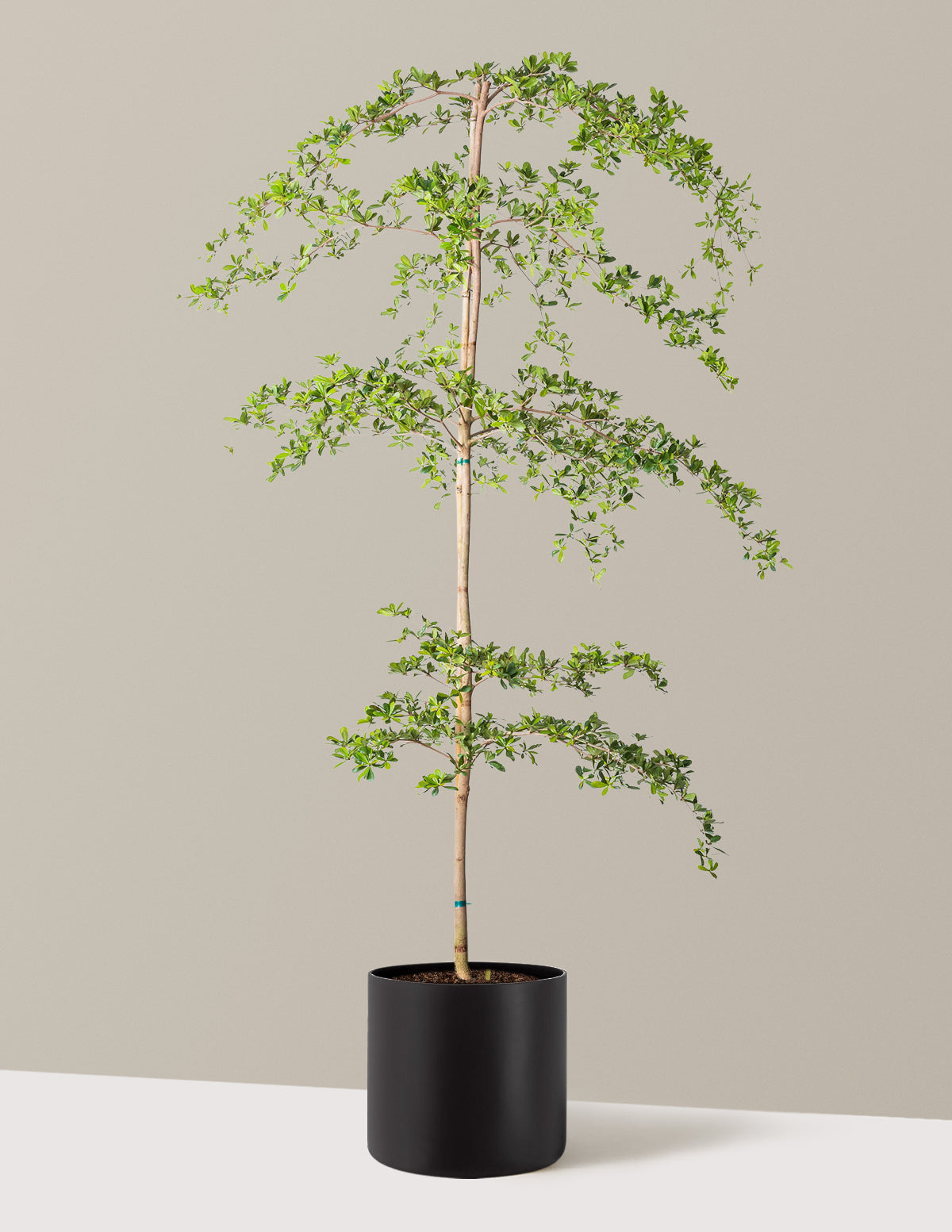 Black Olive Tree