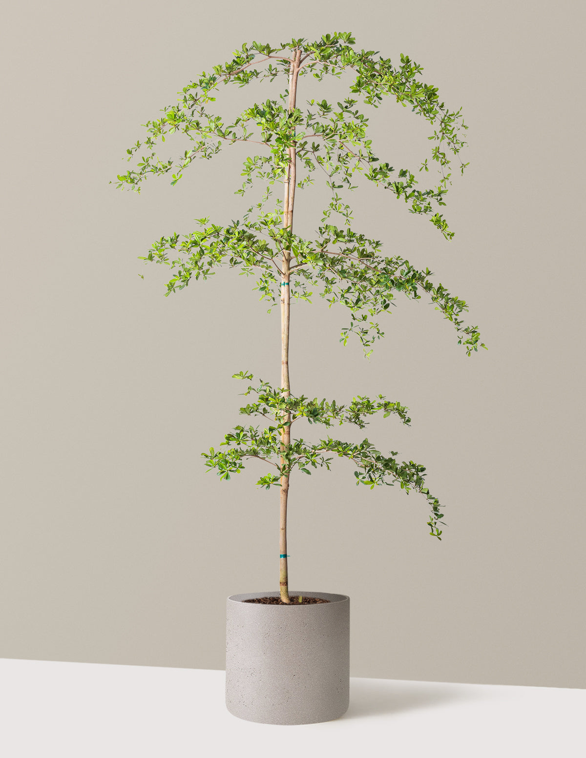 files/the-sill_XL-Black-Olive-Tree_XL_Agnes-Cement-Grey_Variant.jpg