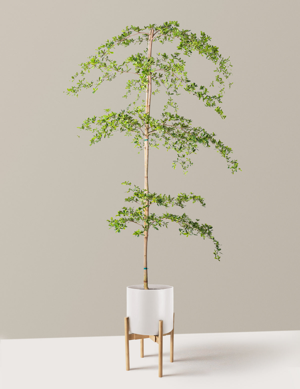 Black Olive Tree