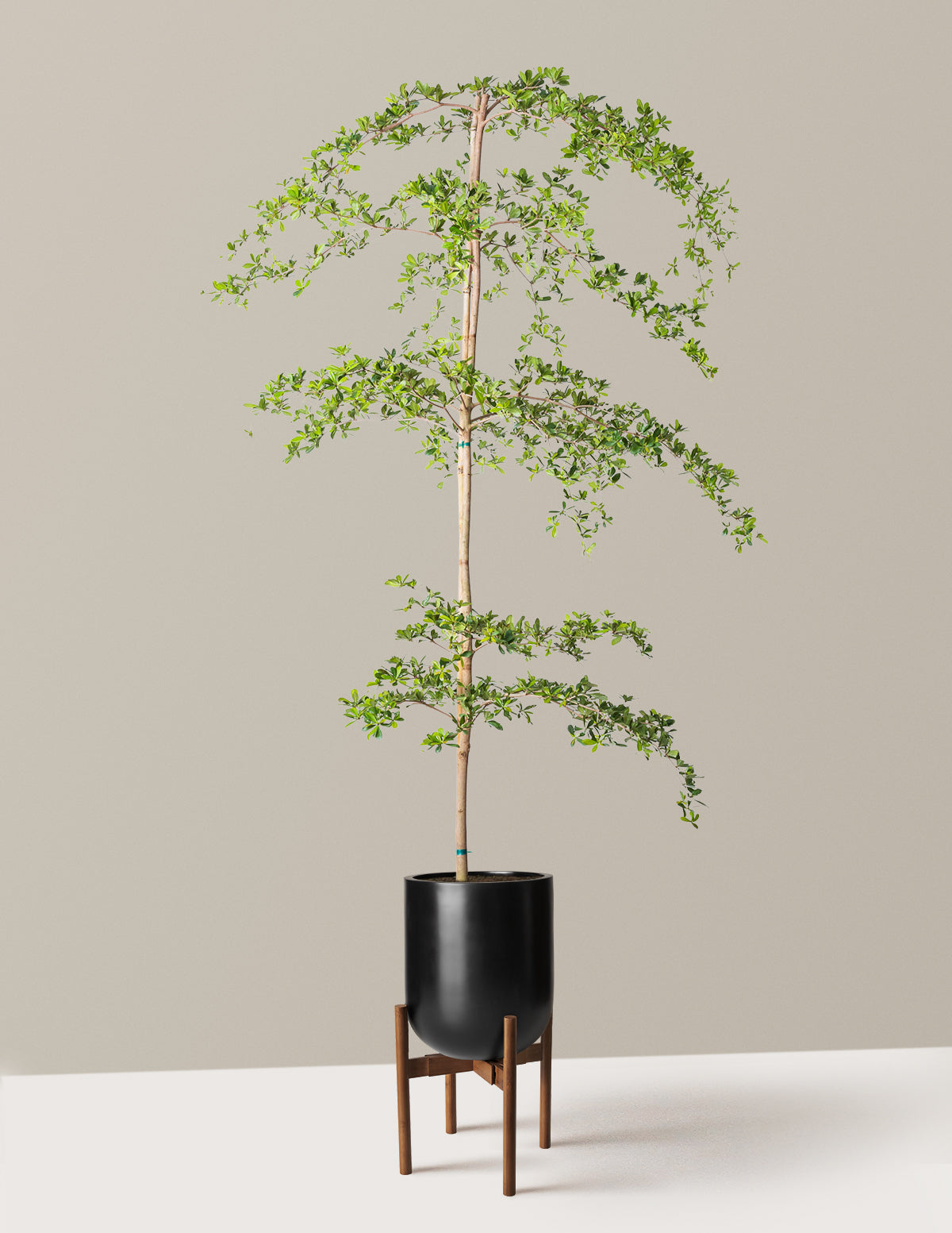 Black Olive Tree