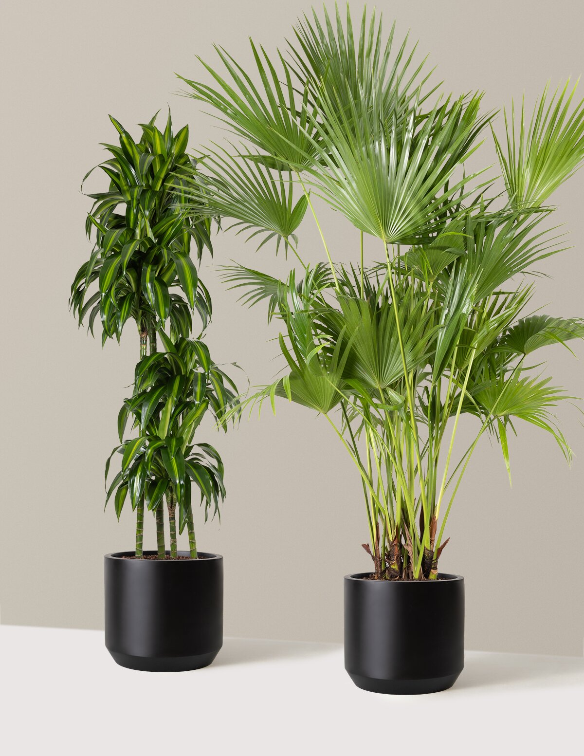 files/the-sill_XL-Island-Duo_XL_Mexia-Black_Variant-lowres.jpg