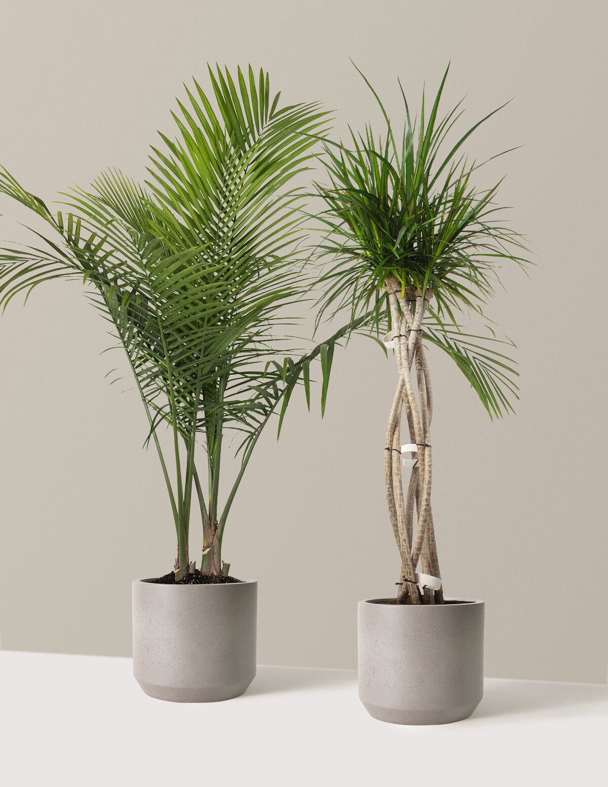 files/the-sill_XL-Luxe-Grove-Duo_Large_Mexia_Cement-Grey_Variant-lowres.jpg