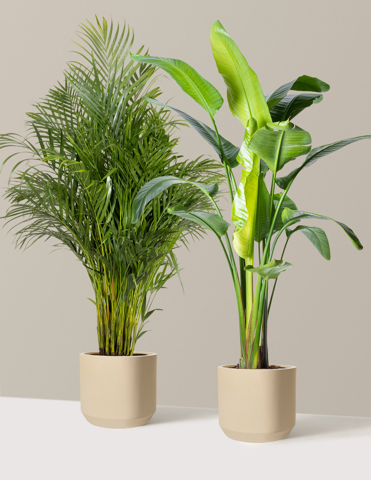 Paradise Pair