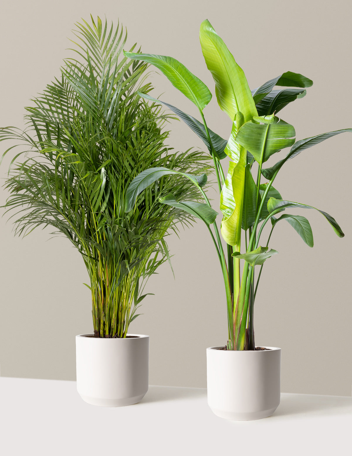 files/the-sill_XL-Paradise-Pair_Large_Mexia_Cream_Variant.jpg
