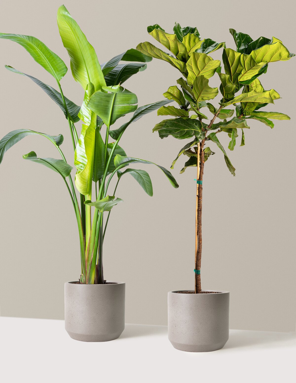 files/the-sill_XL-Top-Seller-Duo_Large_Mexia_Cement-Grey_Variant-lowres.jpg