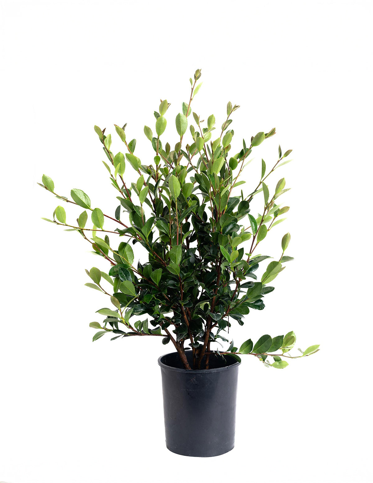 Yuletide Camellia