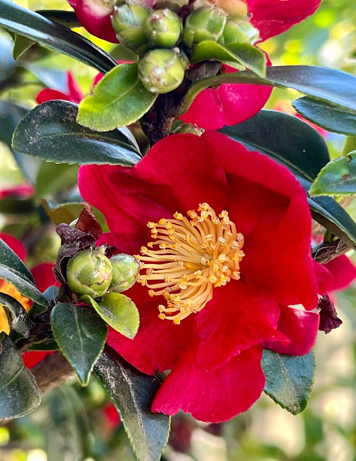 Yuletide Camellia