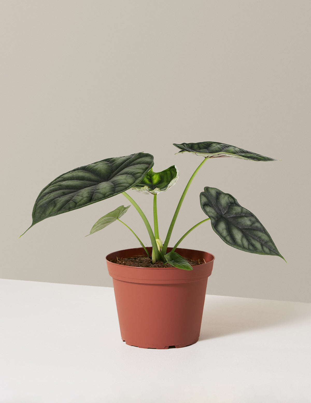 bundle | Small | Grow Pot