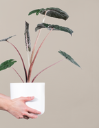 Alocasia Pink Princess