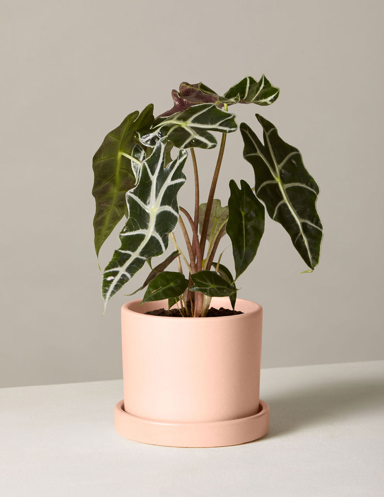 How to care for a Alocasia Polly