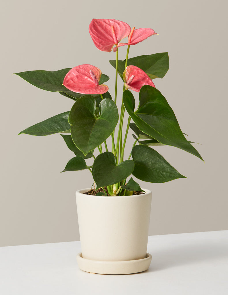 How to care for a Coral Anthurium