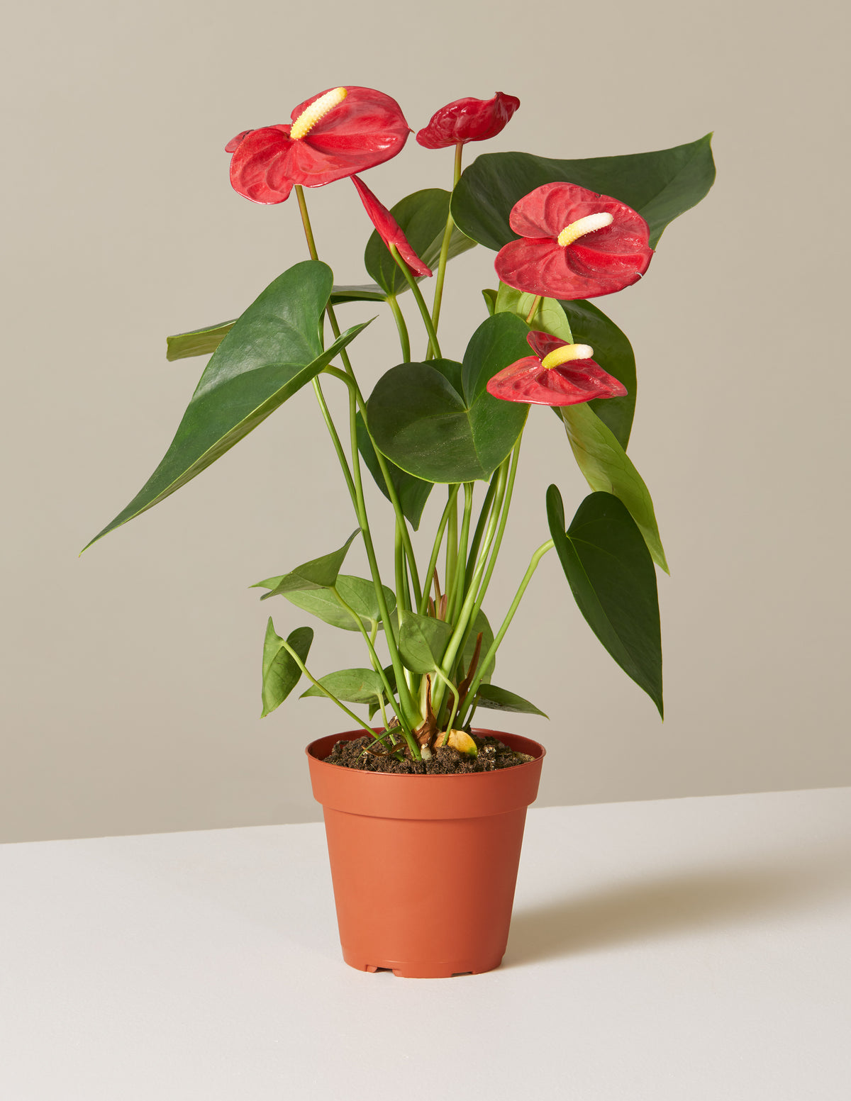 bundle | Small | Grow Pot