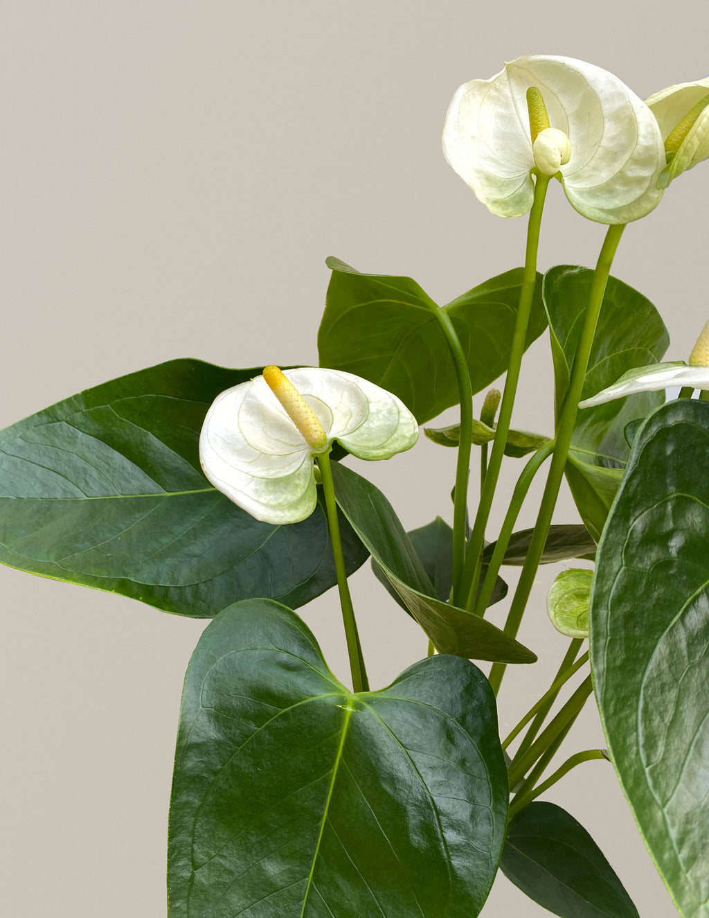 Large Double Anthurium