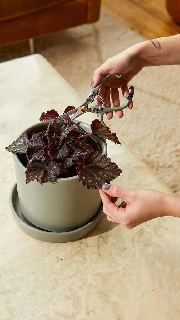 How to care for a Begonia Jurassic Dino