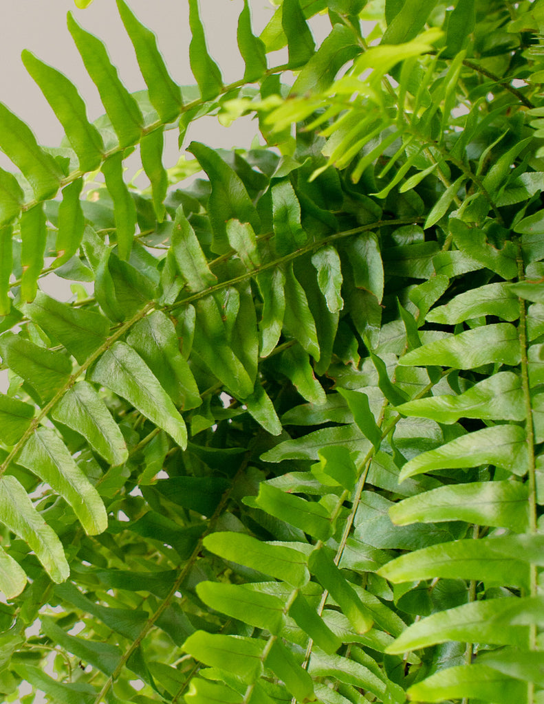 How to care for a Boston Fern Fluffy Ruffles