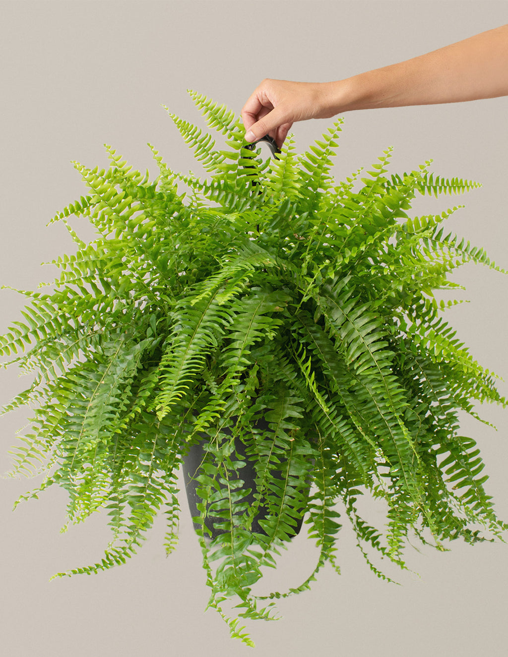 bundle | Large | Grow Pot