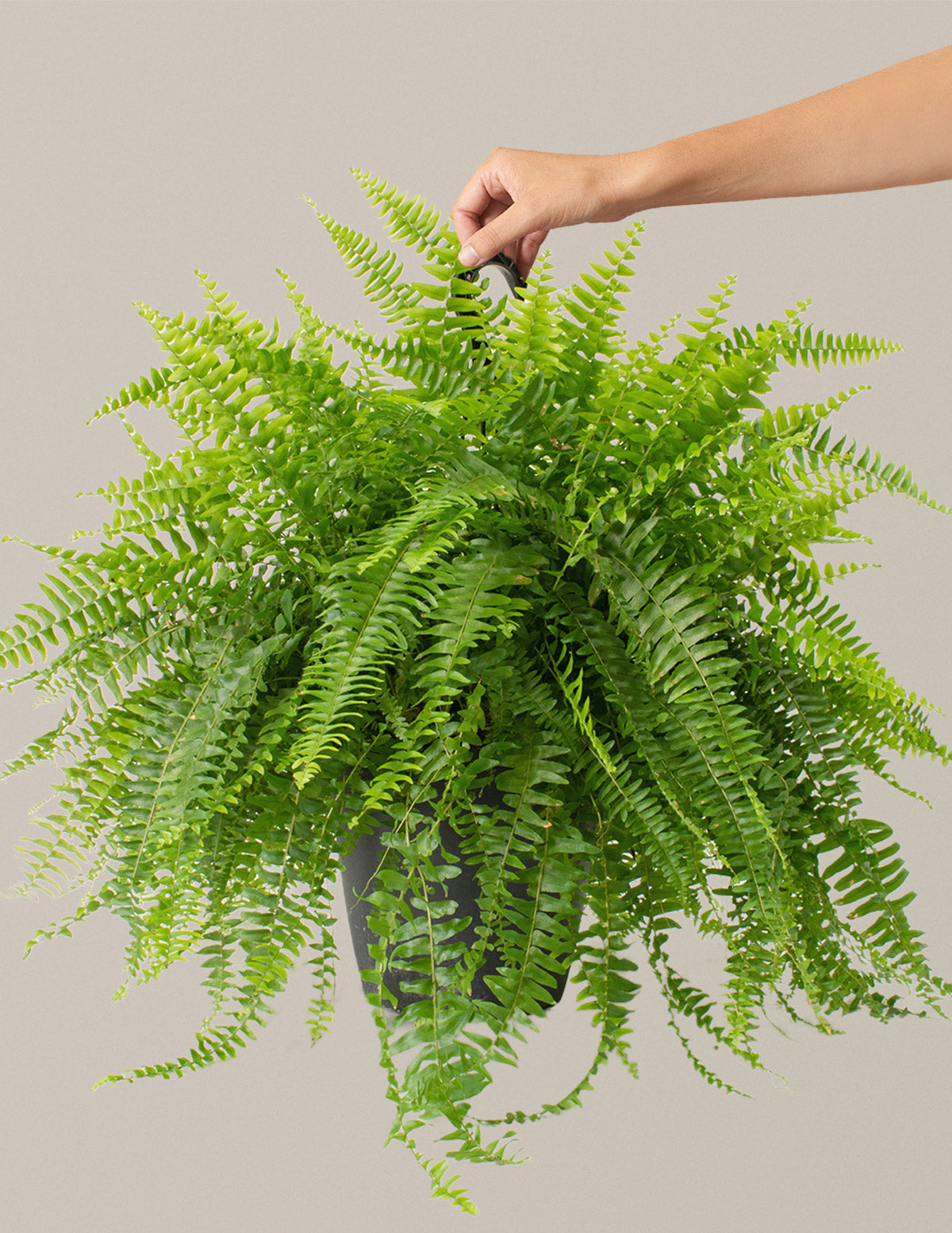 files/the-sill_boston-hanging-fern_large_growpot_variant01.jpg