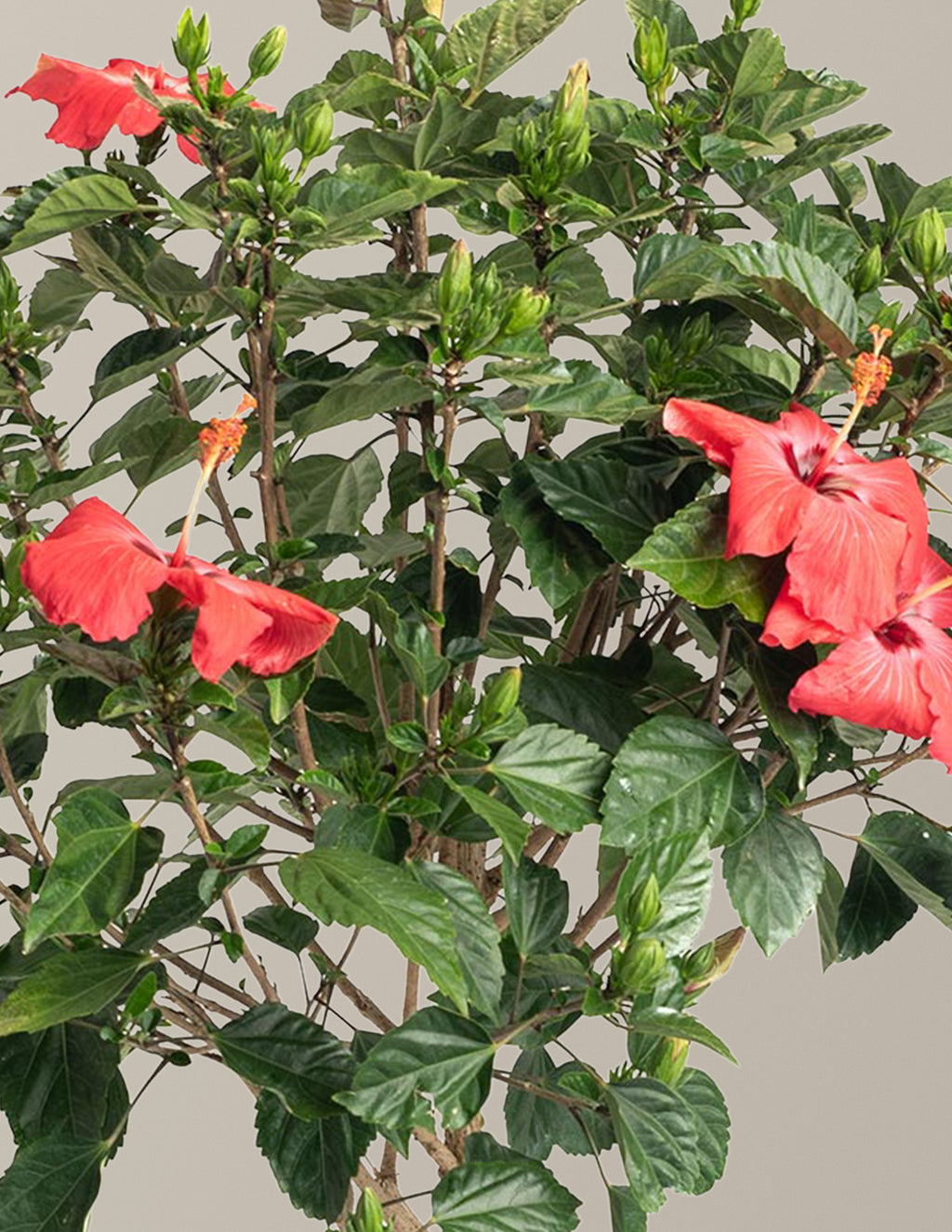 Large Braided Hibiscus