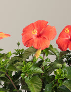 Large Braided Hibiscus
