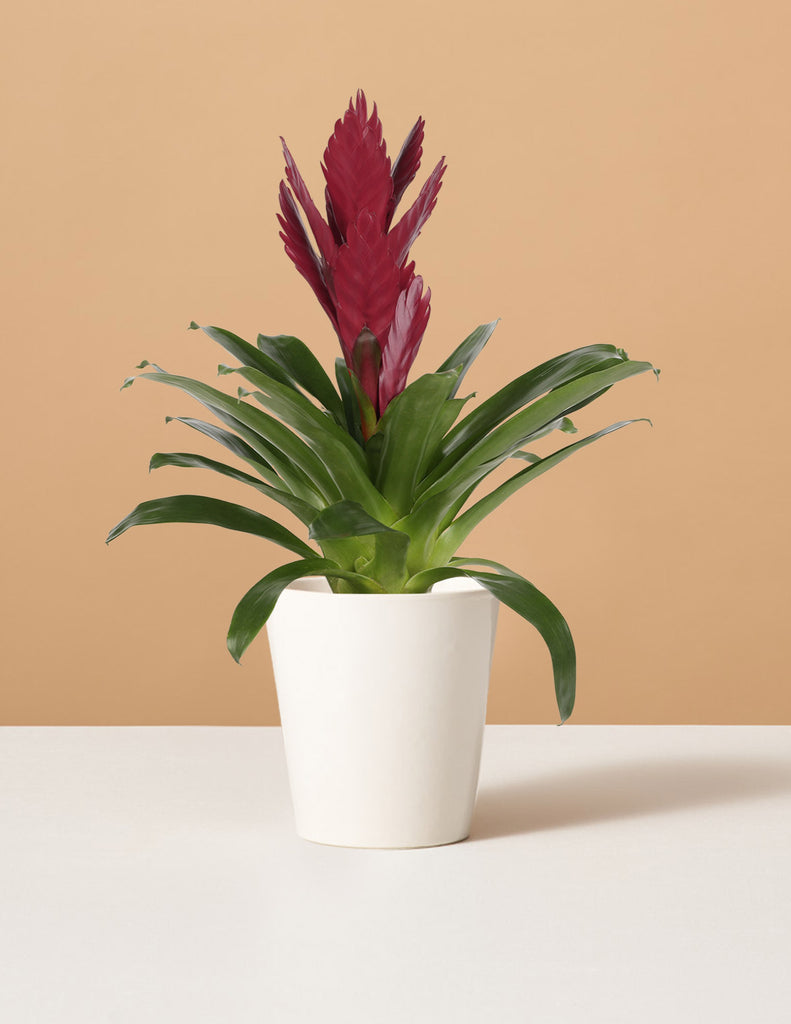 How to care for a Bromeliad Vriesea Albertina Maroon