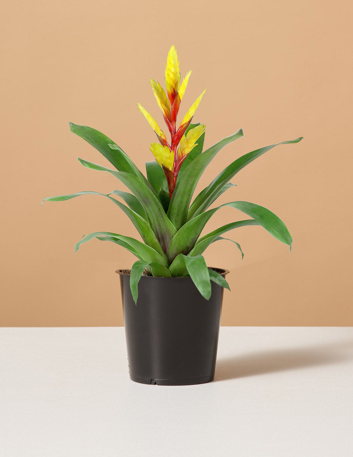 bundle | Small | Grow Pot