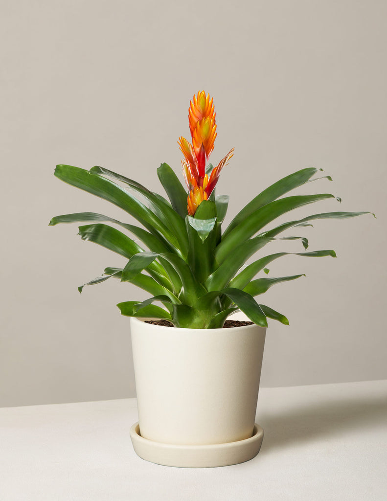 How to care for a Bromeliad Vriesea Intenso Orange