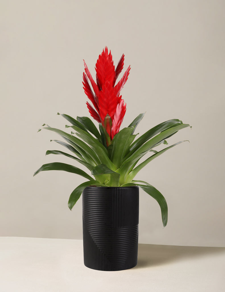 How to care for a Bromeliad Vriesea Intenso Red