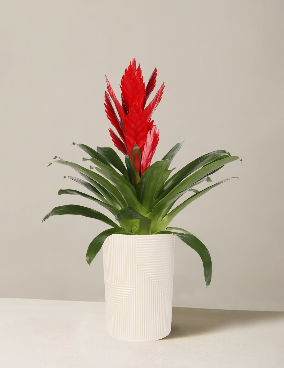 files/the-sill_bromeliad-vriesea-intenso-red_creamrockefeller.jpg